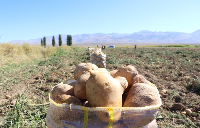 65 kuruşa kadar düştü ama PATATES TARLADA KALDI