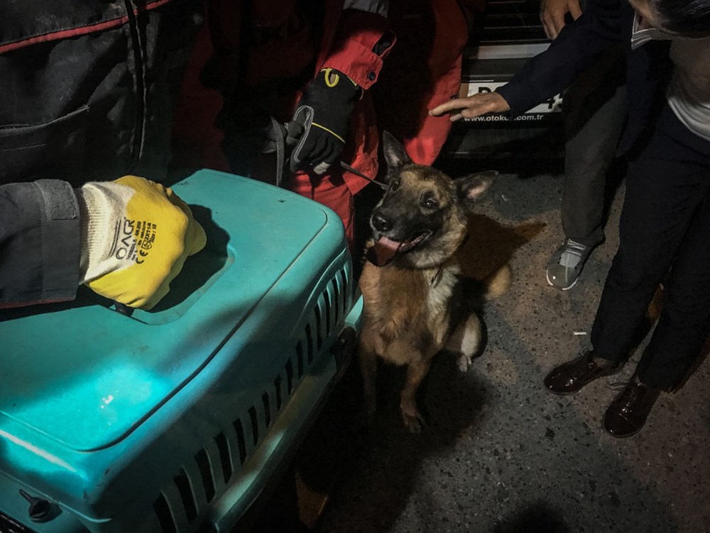 Dünya hali! K-9 KÖPEĞİ ENKAZDAN KEDİ KURTARDI!
